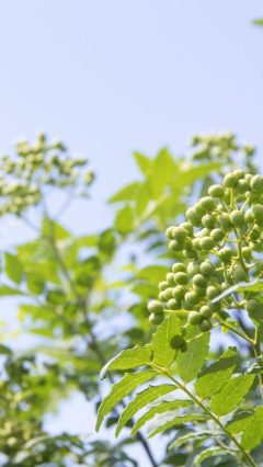 新年度が始まりました