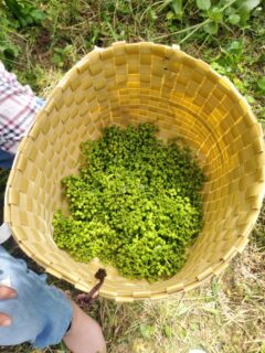 養父市産朝倉山椒、続々入荷!